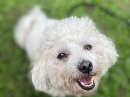 Picture of a white dog looking up at the camera