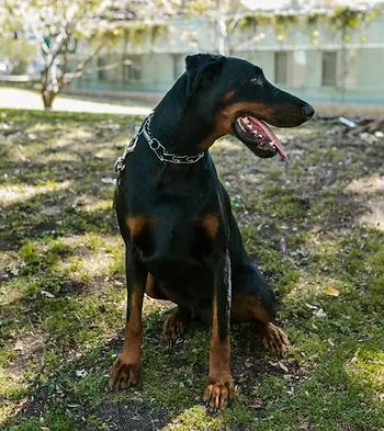 A Doberman Wearing a Prong Collar