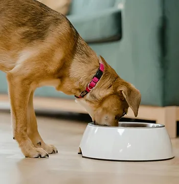 A Dog Eating Food from a Bowl