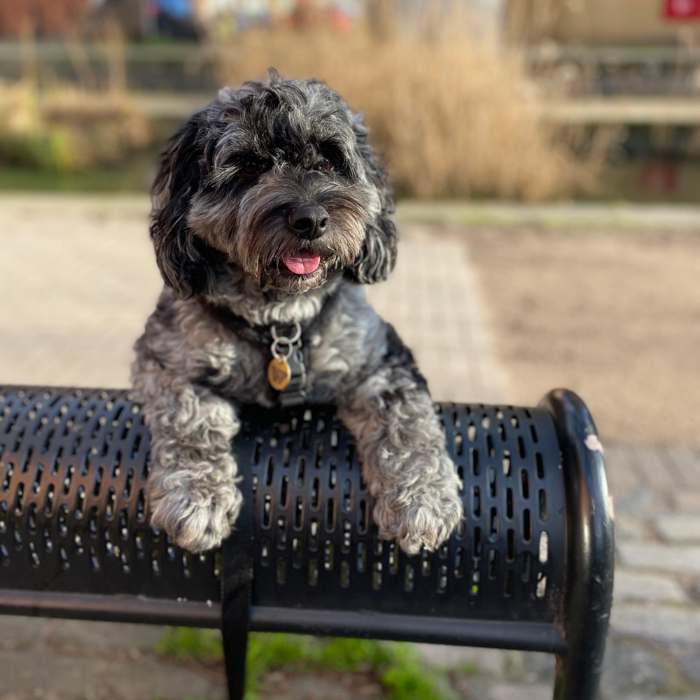 Picture of a charcoal-coloured puppy