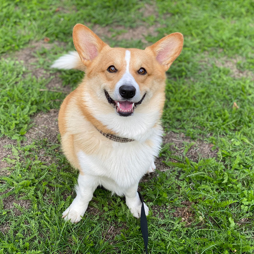 Picture of a corgi