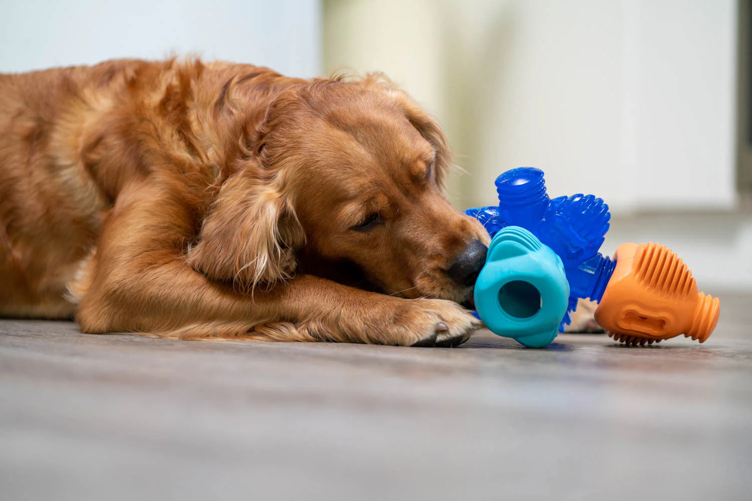 Picture of a dog with a toy in their mouth