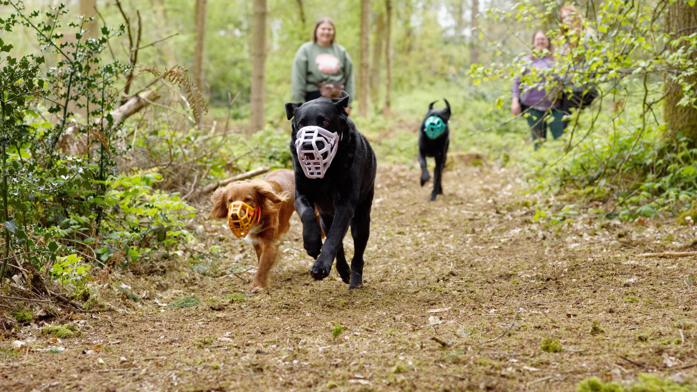 Picture of the 3 dogs wearing muzzles