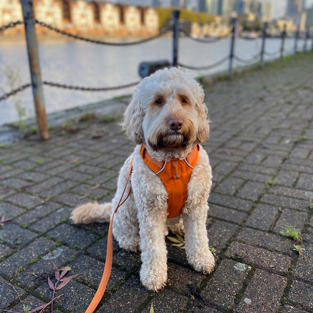 Picture of Bentley sitting on the Thames path