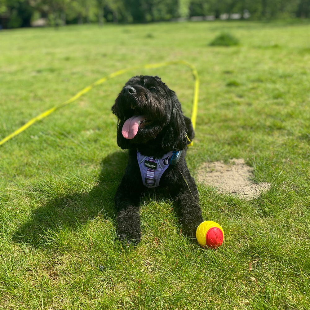 Picture of a charcoal-coloured puppy