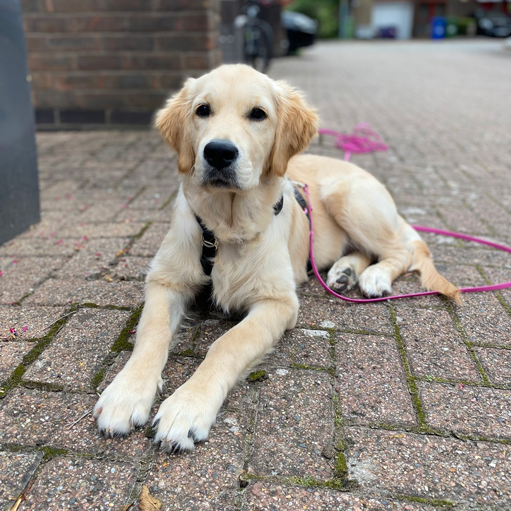 Picture of a puppy in a harness