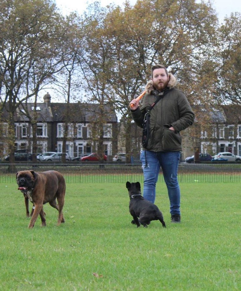 Photo of Lincoln in the park walking several dogs.