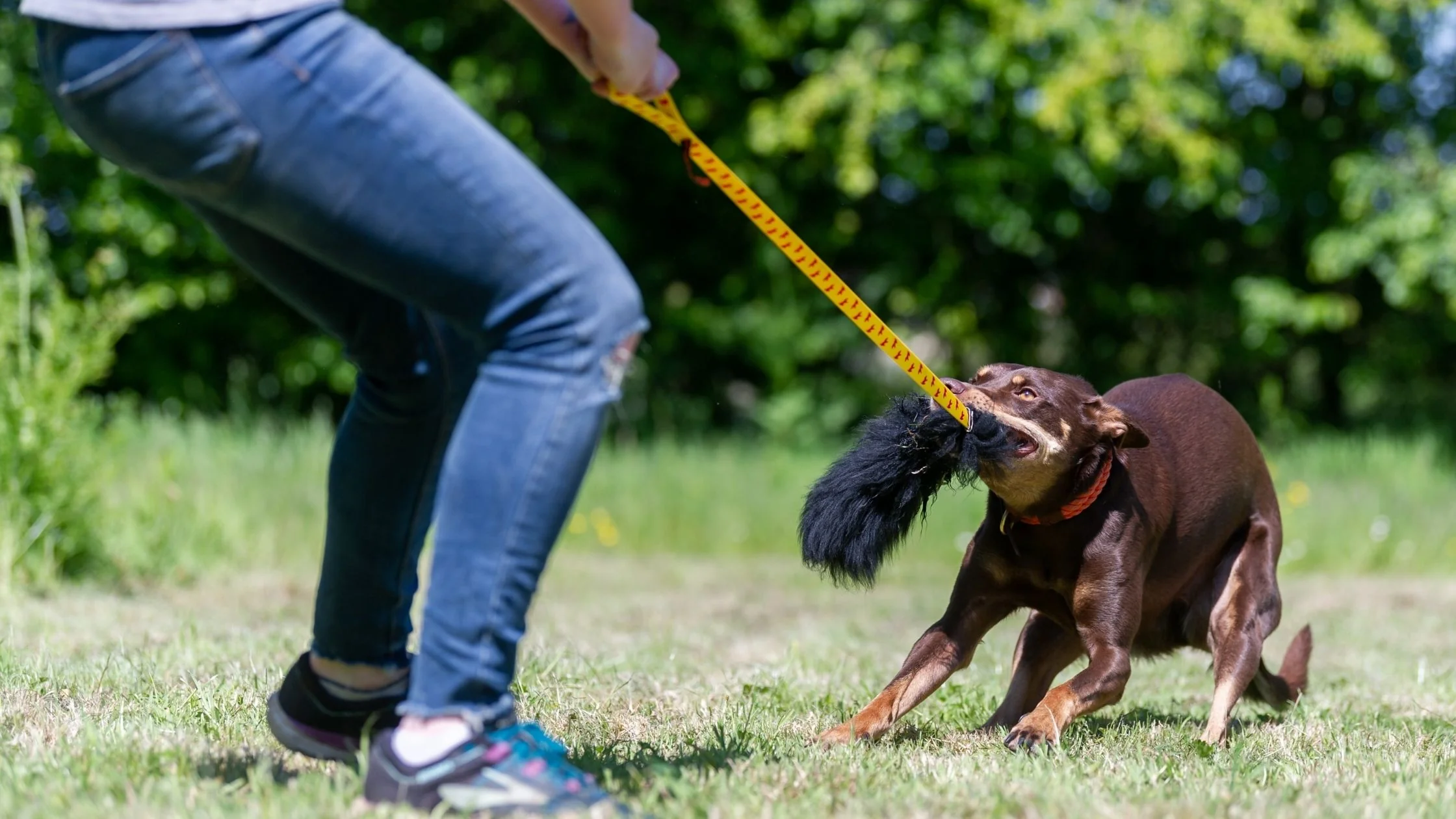 Picture of a dog tussling with a toy